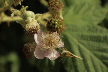 Detailed dreamy macro of an Essex skipper butterfly perched on a soft pink-white blackberry flower,...