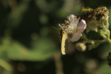 Detailed dreamy macro of an Essex skipper butterfly perched on a soft pink-white blackberry flower,...
