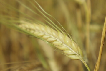Detailed macro view of yellow barley grain tops in sharp focus with a soft, blurred background,...