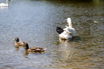 White Swan on a Peaceful Lake