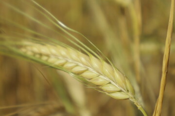 Detailed macro view of yellow barley grain tops in sharp focus with a soft, blurred background,...