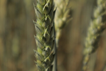 harp macro view of green-tinged wheat grain heads on a stalk, set against a softly blurred backdrop...