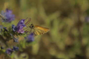 A vibrant dreamy detailed close-up shot of a skipper butterfly perched on a purple Viper’s...
