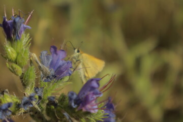 A vibrant dreamy detailed close-up shot of a skipper butterfly perched on a purple Viper’s...
