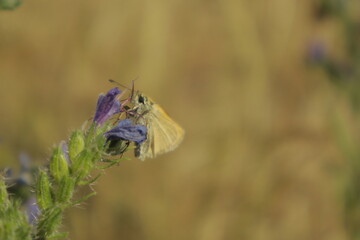 A vibrant dreamy detailed close-up shot of a skipper butterfly perched on a purple Viper’s...