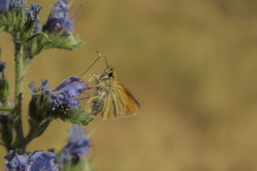 A vibrant dreamy detailed close-up shot of a skipper butterfly perched on a purple Viper’s...