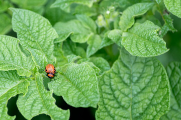 Colorado potato beetle larva on a large green potato leaf, close-up