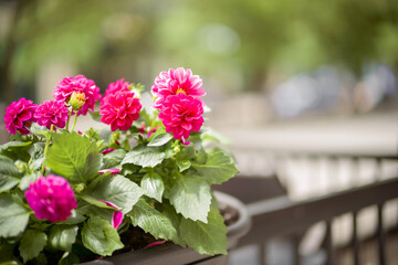 Vibrant Pink Dahlia Flowers in Urban Patio Planter with Soft Green Bokeh Background