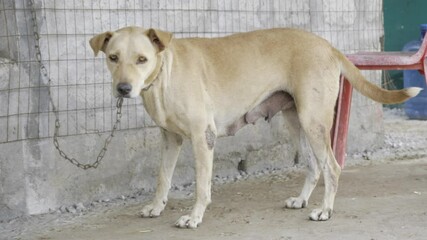 Rescue Dog's Heartwarming Recovery Journey - A True Story of Hope and Healing