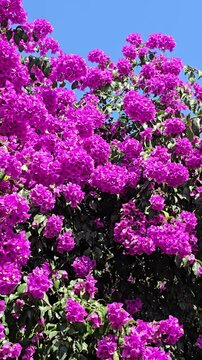 Beautiful blooming paper flower (Bougainvillea glabra) in margenta color. The lesser bougainvillea blossom in summer season.