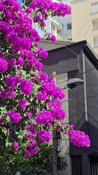 Beautiful blooming paper flower (Bougainvillea glabra) in margenta color. The lesser bougainvillea blossom in summer season.