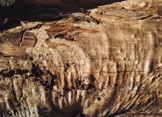 Texture of old wood with cracks taken close-up. Poplar trunk under bark in bright sun. Natural...