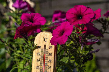 Temperature too high for garden flowers, thermometer measures high temperature in the garden,