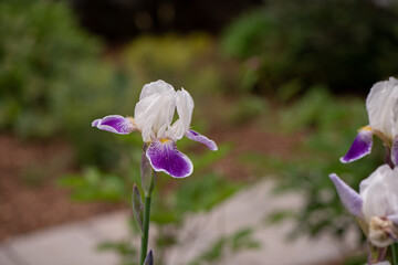 purple and white iris flower in garden