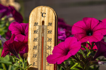 Temperature too high for garden flowers, thermometer measures high temperature in the garden,