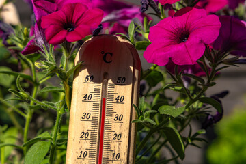 Temperature too high for garden flowers, thermometer measures high temperature in the garden,