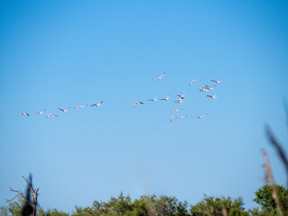 Flamingos in flight. Saintes-Maries-de-la-Mer, France