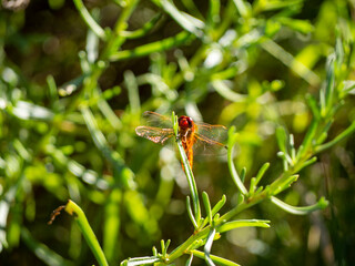 Scarlet dragonfly. Saintes-Maries-de-la-Mer, France