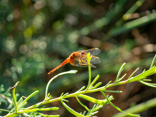 Scarlet dragonfly. Saintes-Maries-de-la-Mer, France