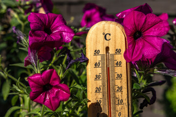 Temperature too high for garden flowers, thermometer measures high temperature in the garden,