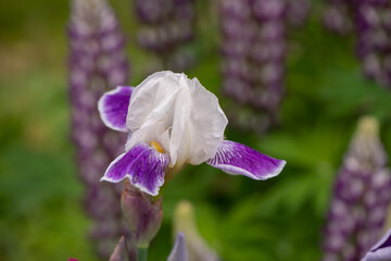 purple and white iris flower in garden 