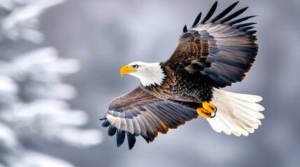 Fototapeta premium Bald eagle soaring, snowy forest, winter wildlife, nature