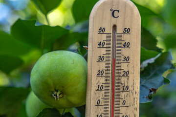 Measuring the temperature in the shade in the garden in summer,