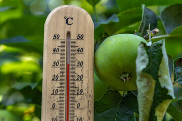 Measuring the temperature in the shade in the garden in summer,