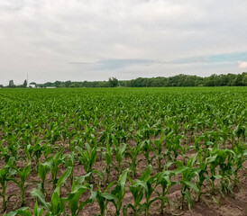 Rows of young corn crop plants in an agricultural field. Rural setting. Captured in early June in the Midwest USA. Soft morning sky.