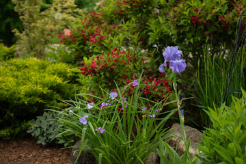 flowers in the garden