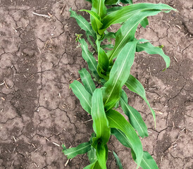 Obraz premium Overhead closeup view of young corn plants in an agricultural field. Captured in early June in the Midwest USA. Fertile soil in the background.