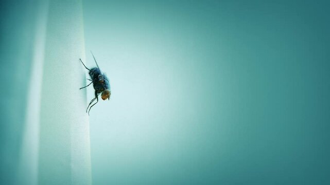 Fly Lands On Curtain And Preens Then Flies Off
