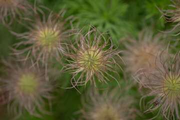 crazy hairy flower