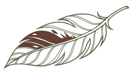 Stylized Single Feather with Brown Markings Line Art Illustration.