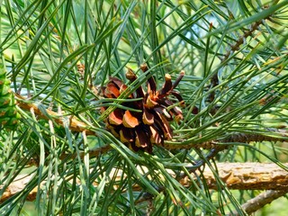 Pine cones on the branches of fir tree on sunny day