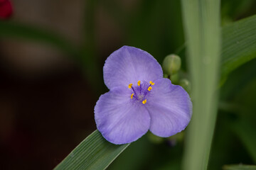 purple flower up close