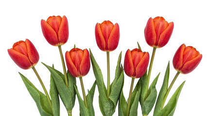 red tulips Isolated on Transparent Background PNG