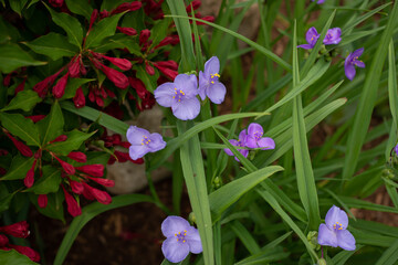 red and purple flowers spiderwort