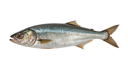 fish isolated on transparent background png