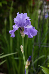 Purple iris flower