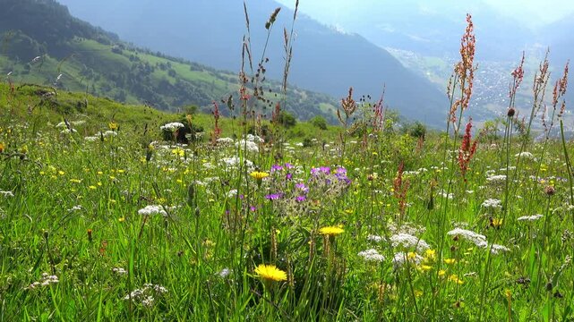 Fleurs sauvages des alpages des Alpes en haute Tarentaise &agrave; Bourg-Saint-Maurice