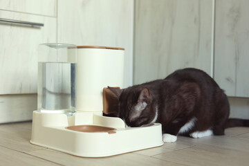 A Curious Cat is Investigating its Automatic Feeder with great interest and excitement