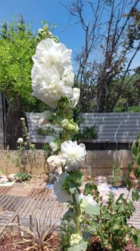 Les cigales chantent tandis que les fleurs blanches d'une rose tr&eacute;mi&egrave;re se balancent sous le souffle de la tramontane.