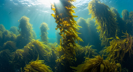 Golden light rays illuminate a dense kelp forest thriving below the ocean surface
