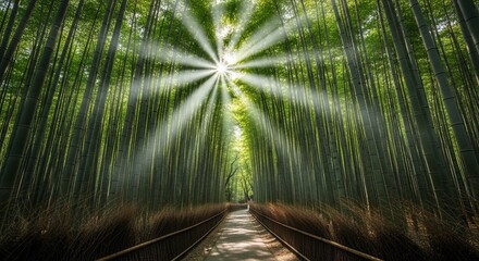 Sunbeams in a Bamboo Forest Path