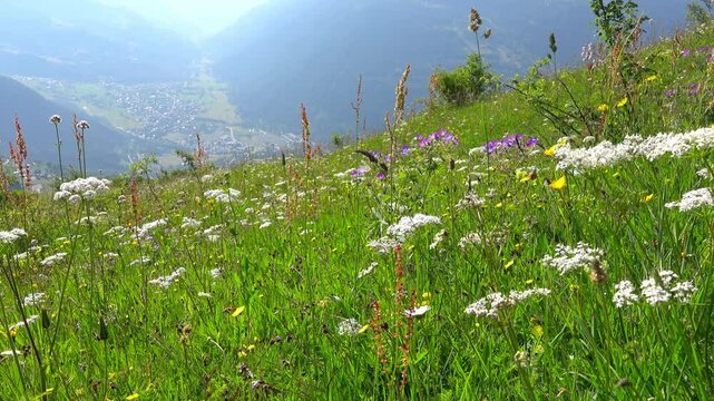 Fleurs sauvages des alpages des Alpes en haute Tarentaise &agrave; Bourg-Saint-Maurice