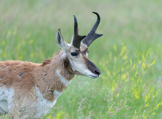 Male Pronghorn with Horns in Custer State Park, South Dakota, USA