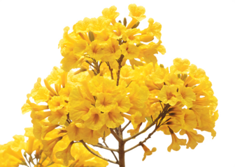  golden trumpet tree isolated on white background PNG ,AI GENERATED