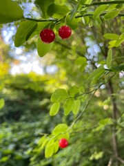 Vibrant Red Berries in Nature – Peaceful Botanical Aesthetic