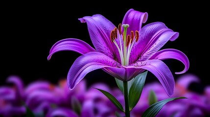 Purple lily blossom, studio shot, dark background, floral field